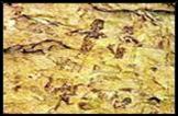 Pinturas rupestes 