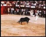Toros en Ayora 